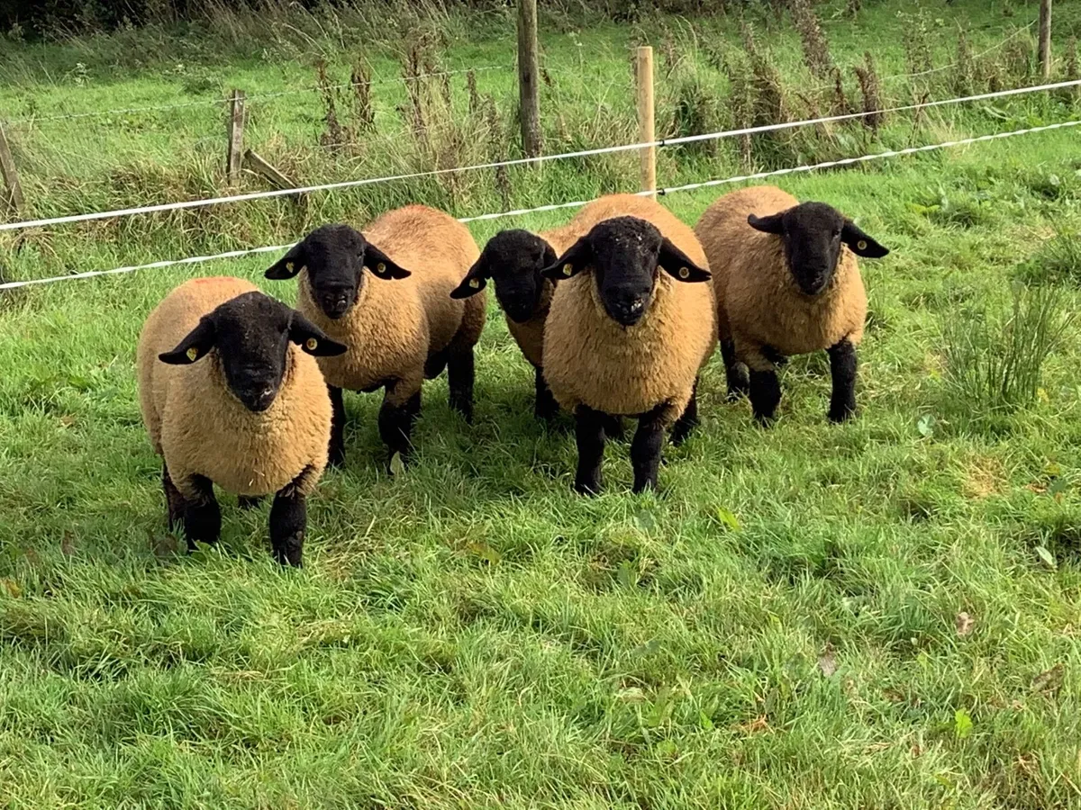 Pedigree Suffolk Rams - Image 1