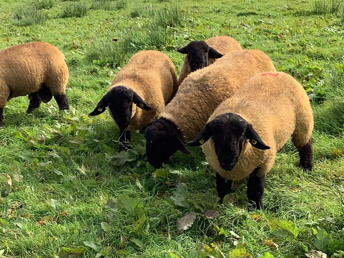 Pedigree Suffolk Rams - Image 2