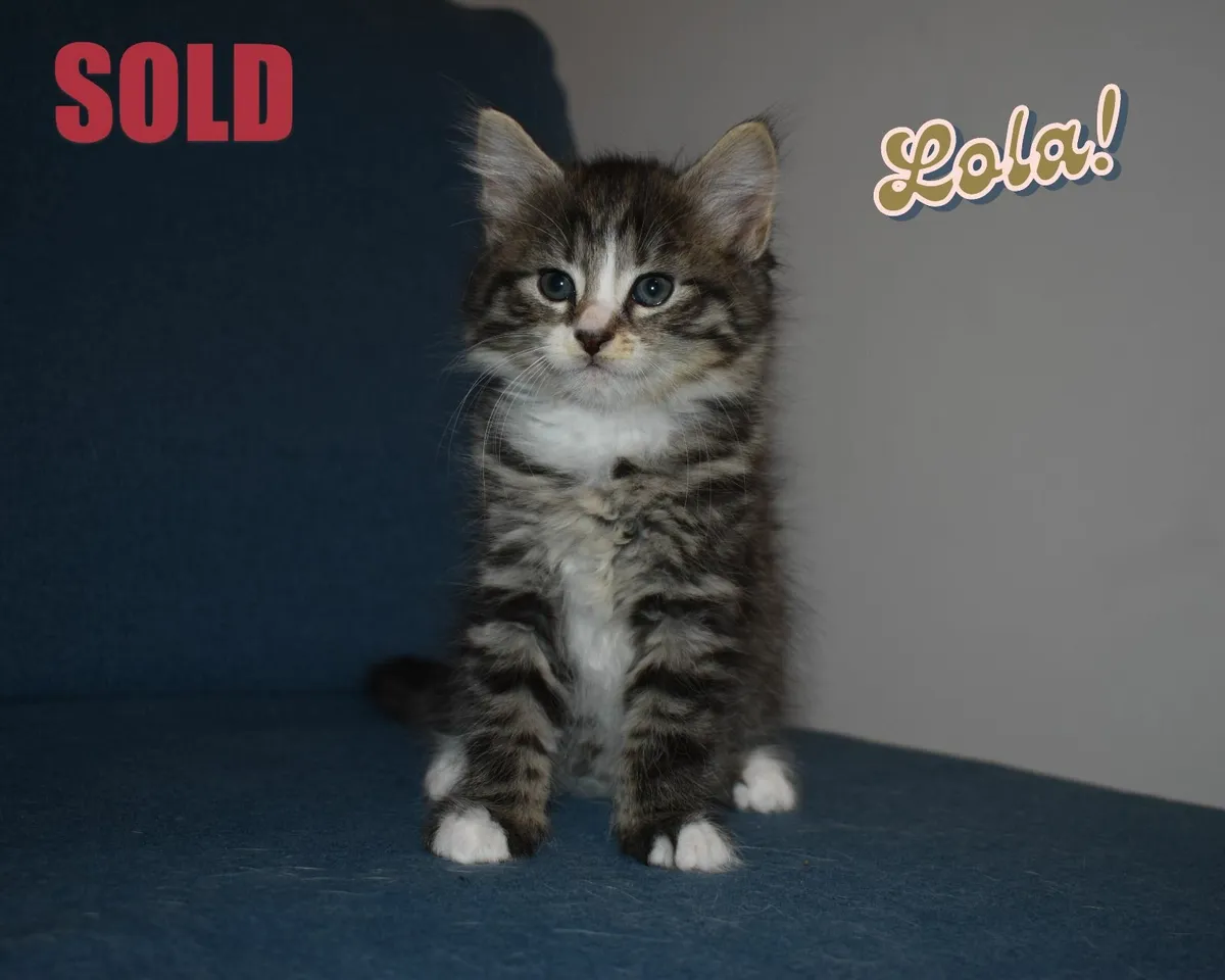 🐾✨ Adorable Kittens Ready for Their Forever Homes - Image 1
