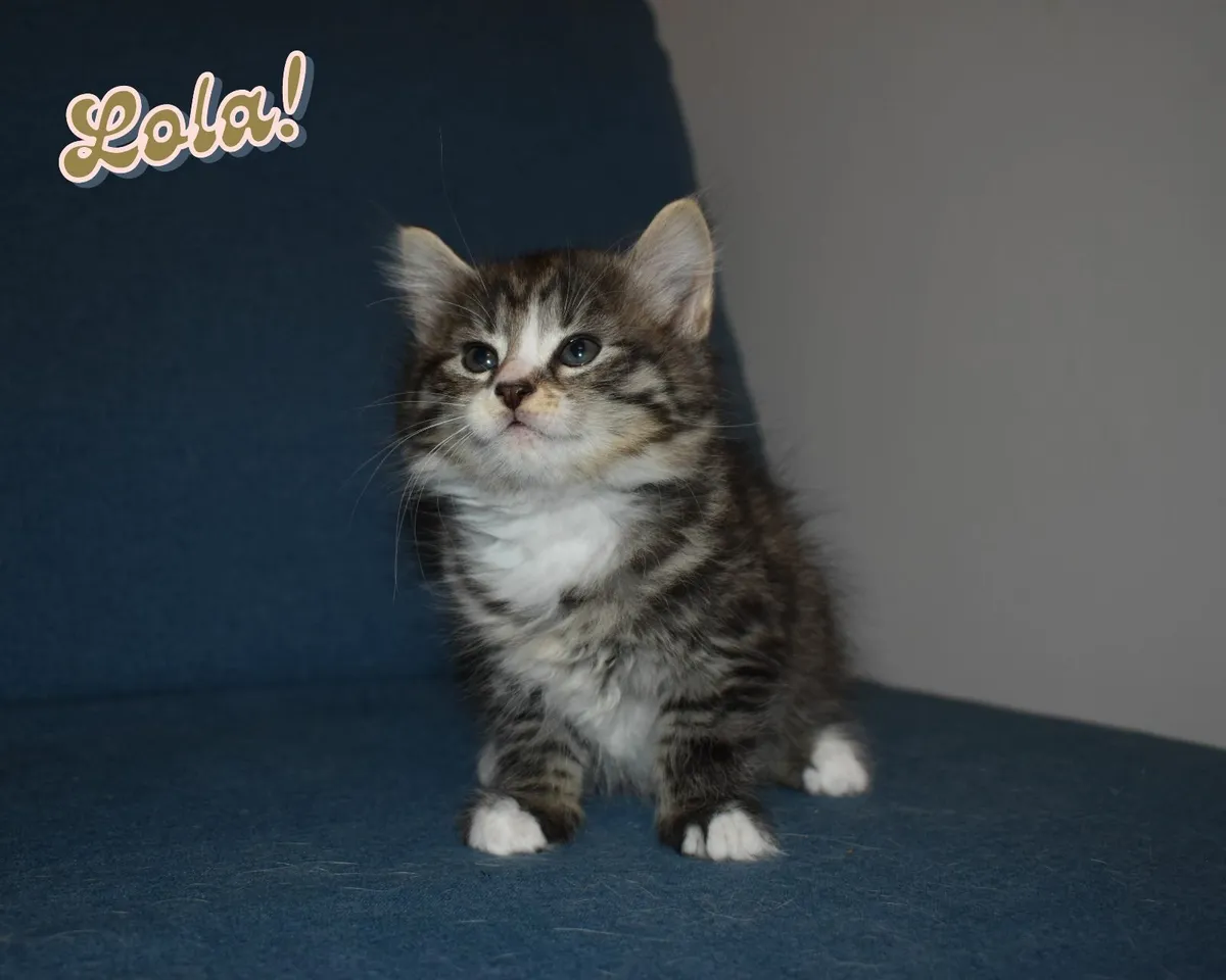 🐾✨ Adorable Kittens Ready for Their Forever Homes - Image 3