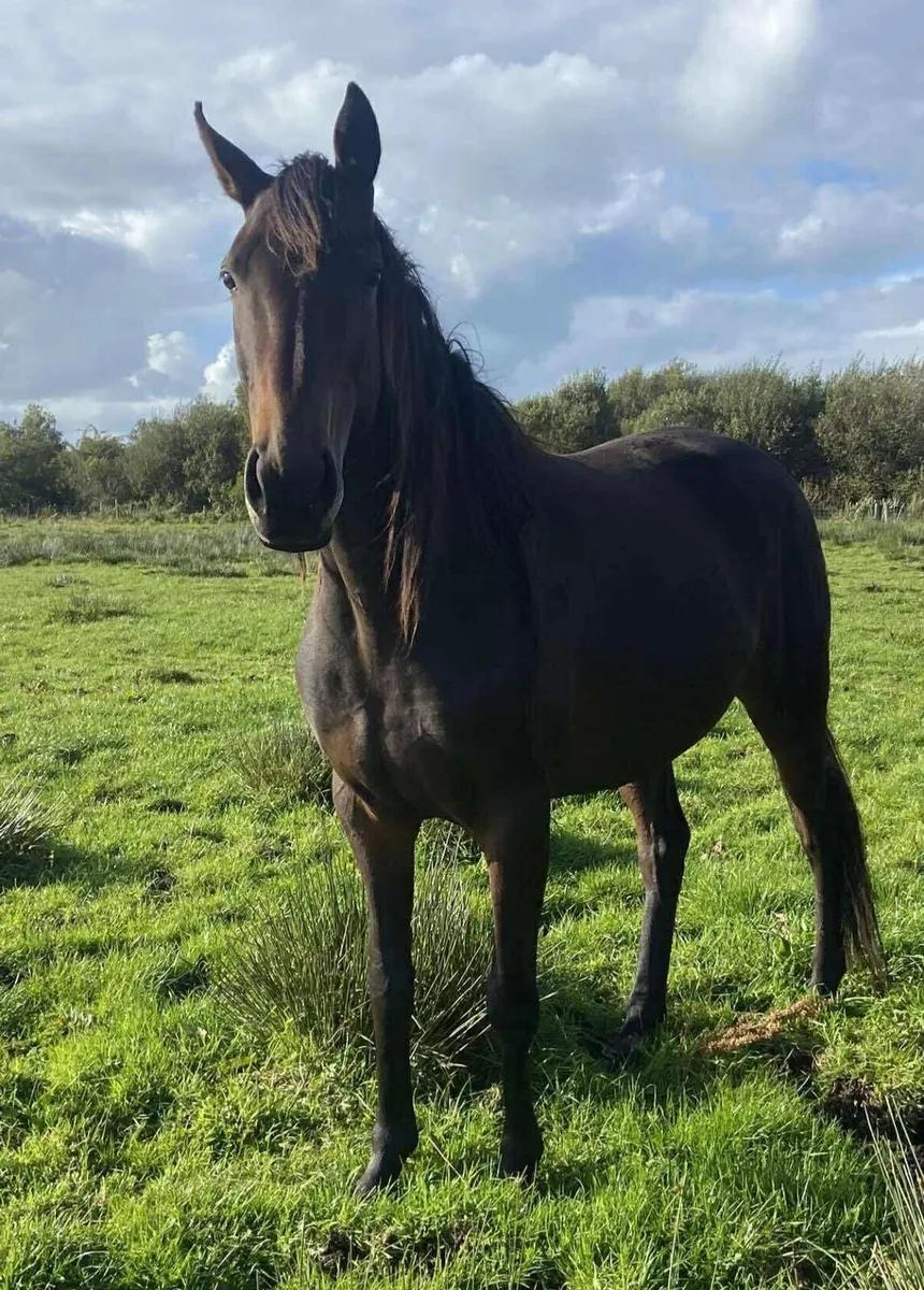 2021 Bay Mare - Image 2