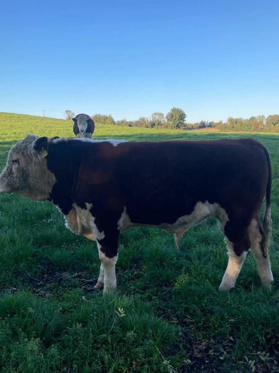 Hereford bulls - Image 1