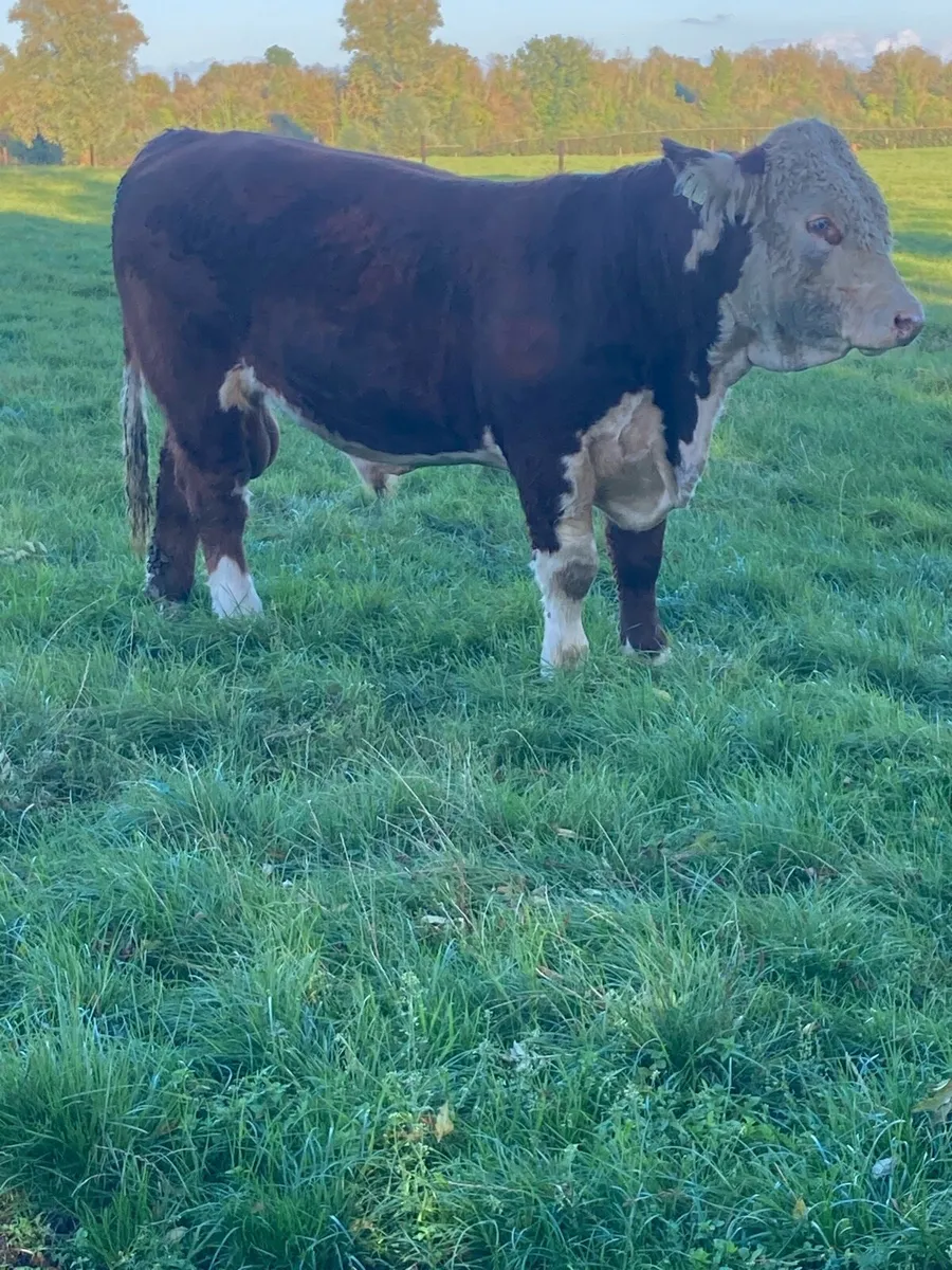 Hereford bulls - Image 2