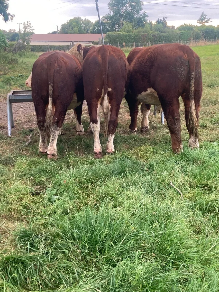 Hereford bulls - Image 3