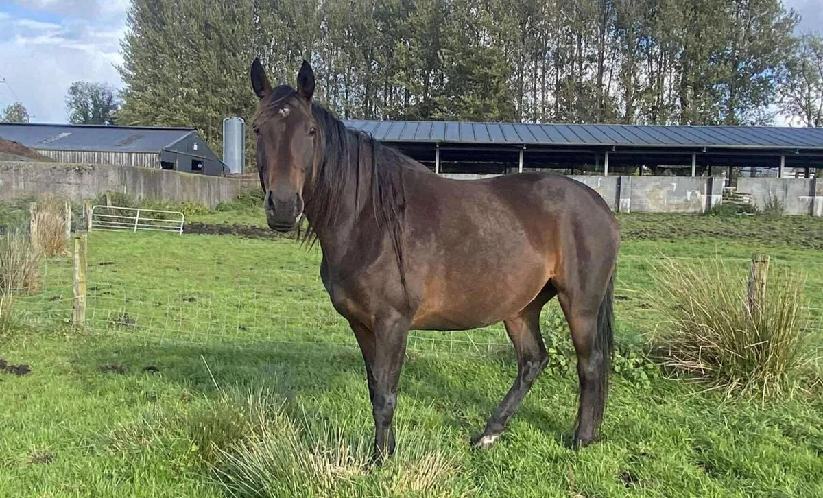 2021 Bay Mare - Image 1