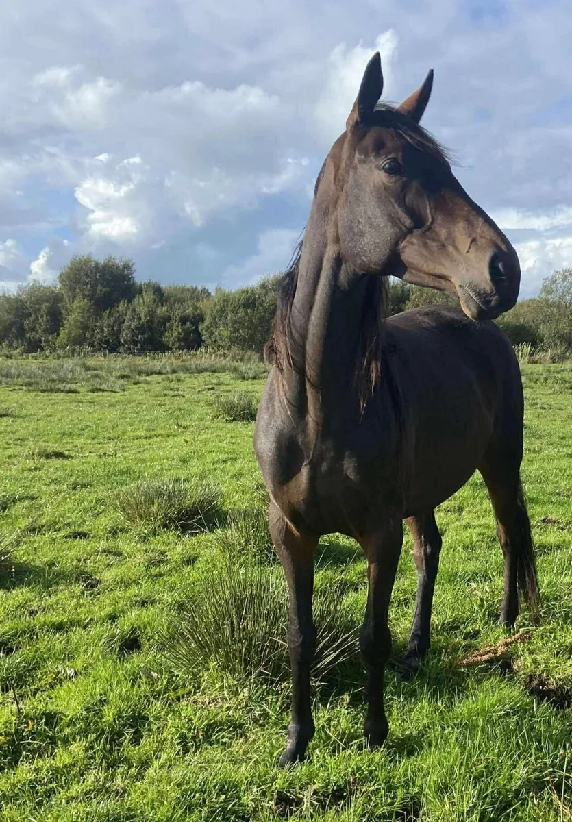2021 Bay Mare - Image 3