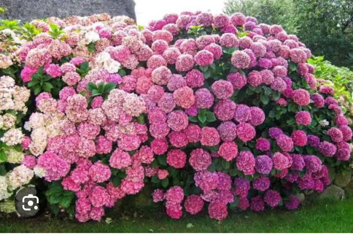 Hydrangea bare roots