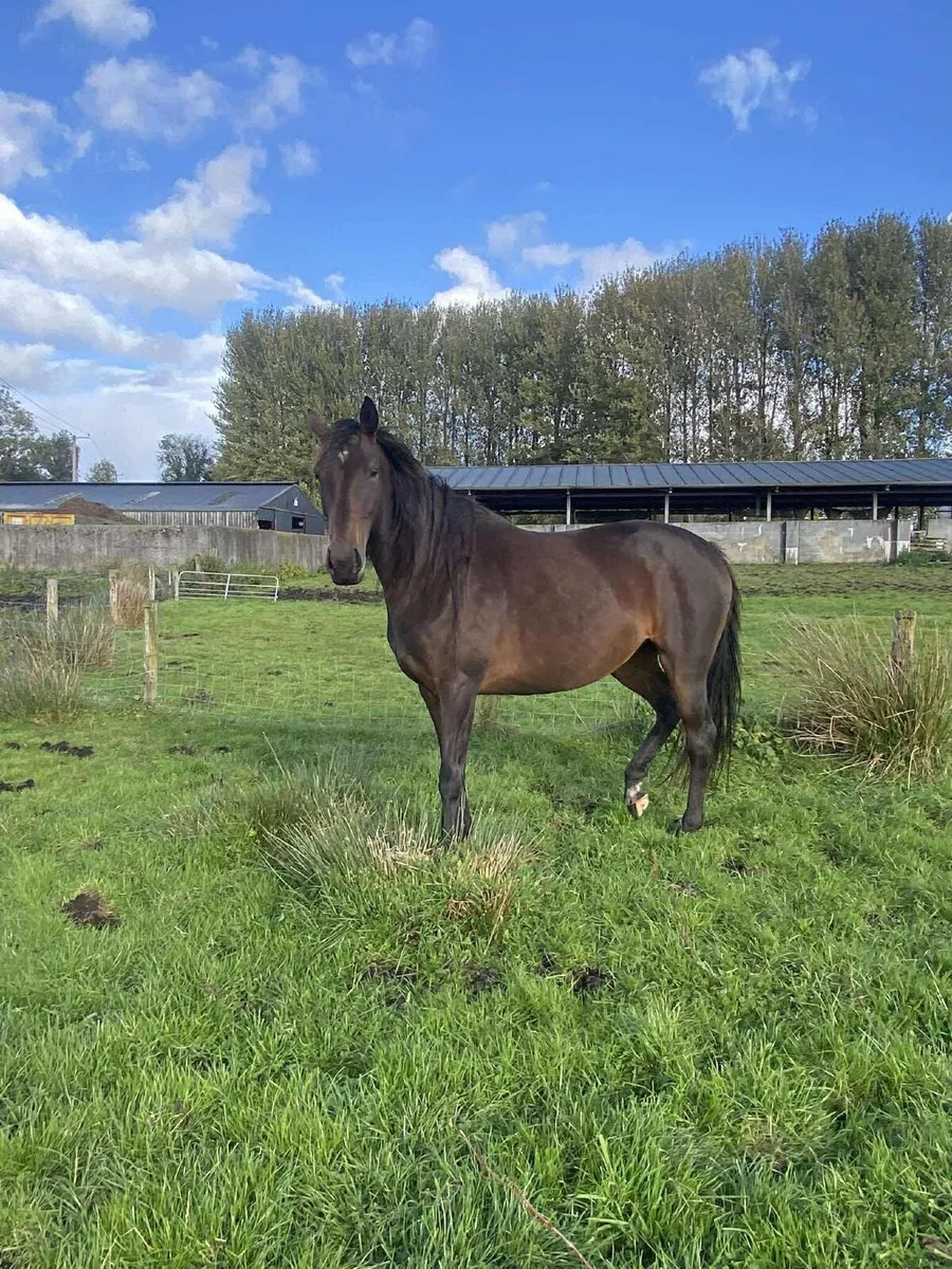 2021 Bay Mare - Image 4