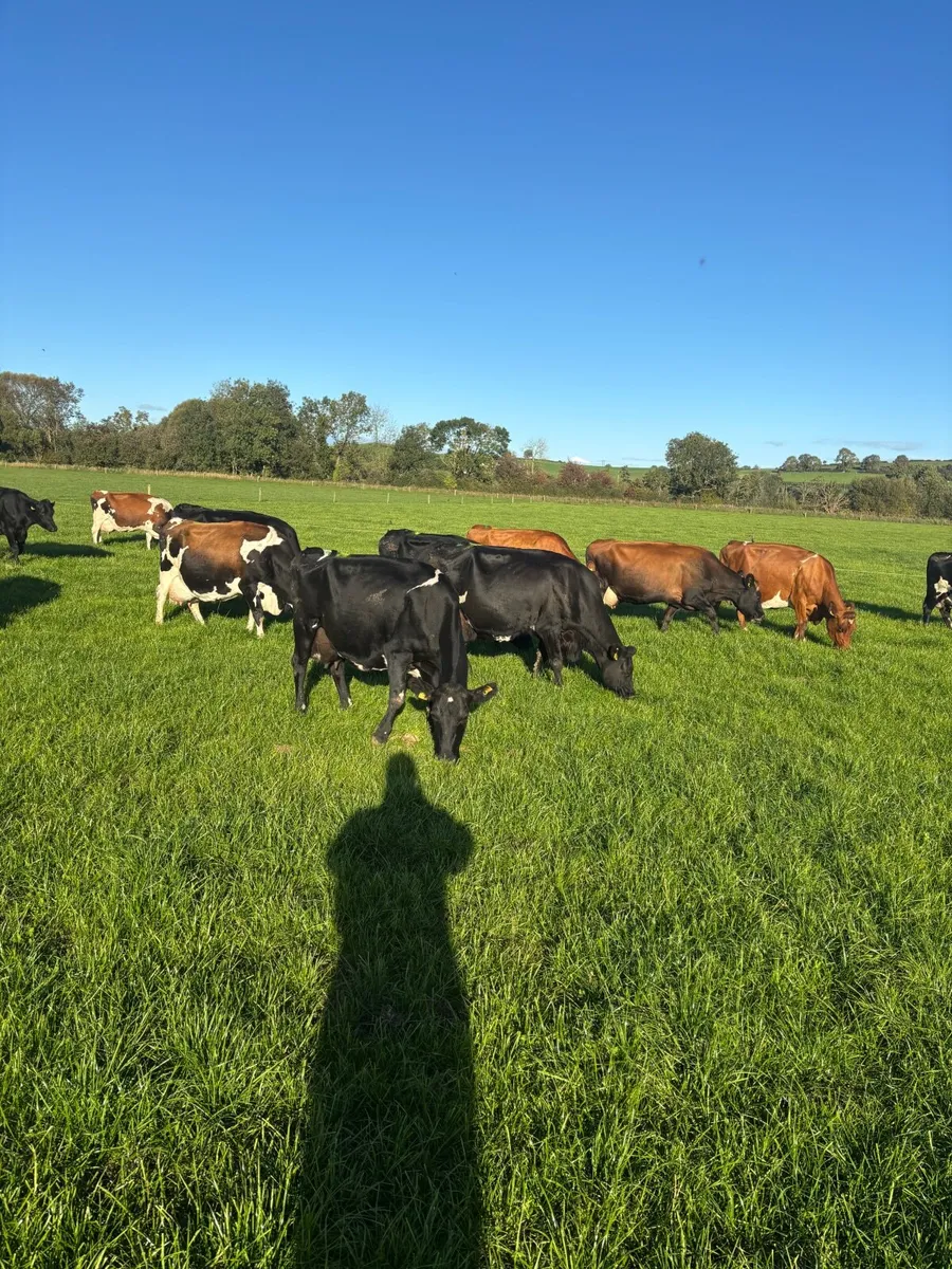 Dairy Cows for Sale - Image 1