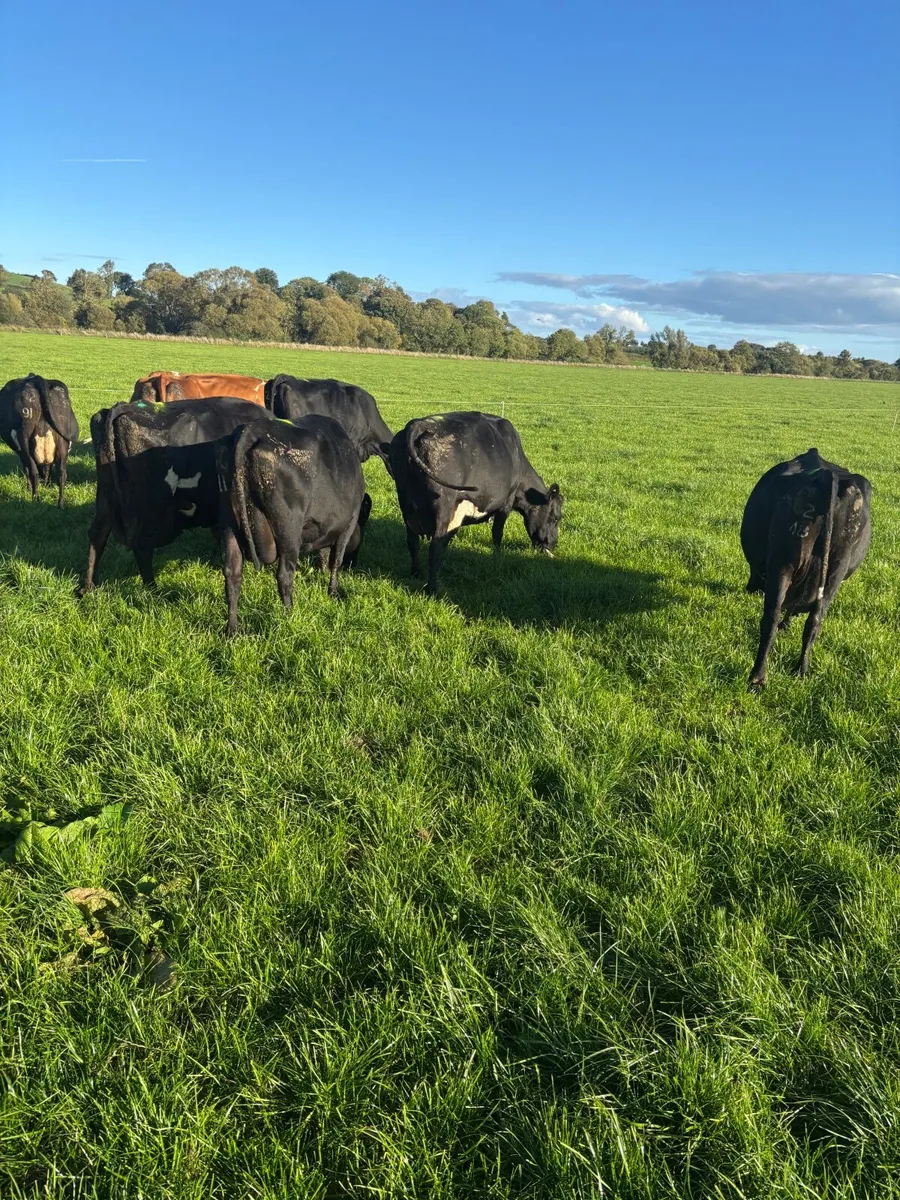 Dairy Cows for Sale - Image 2