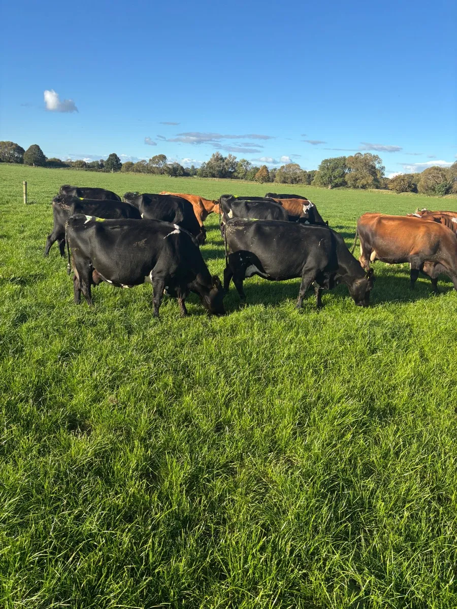 Dairy Cows for Sale - Image 4