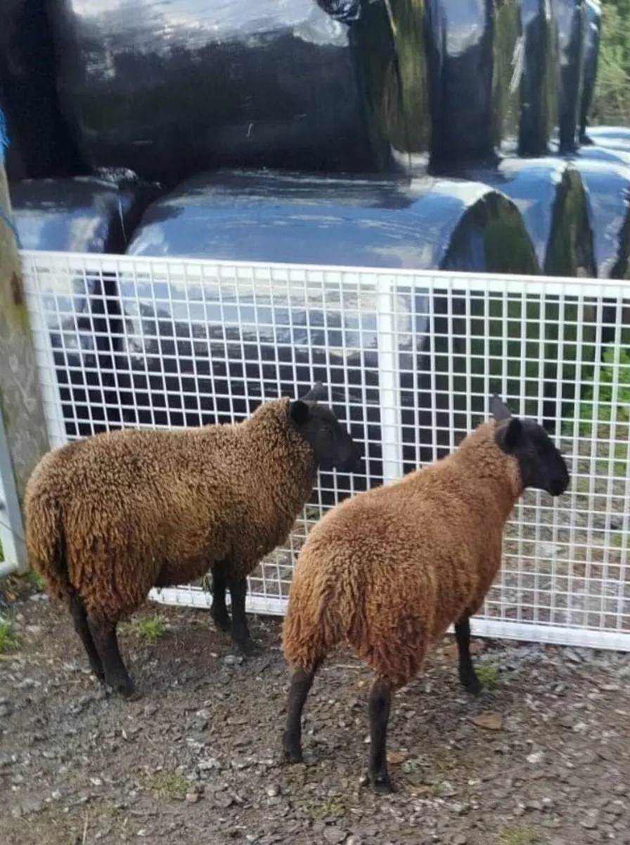 Ewe Lambs - Image 2