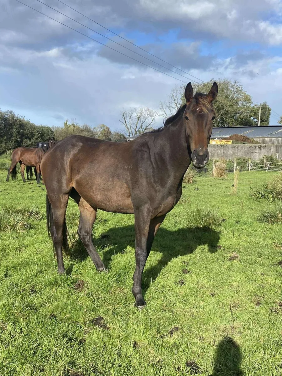 2023 Bay Filly - Image 1