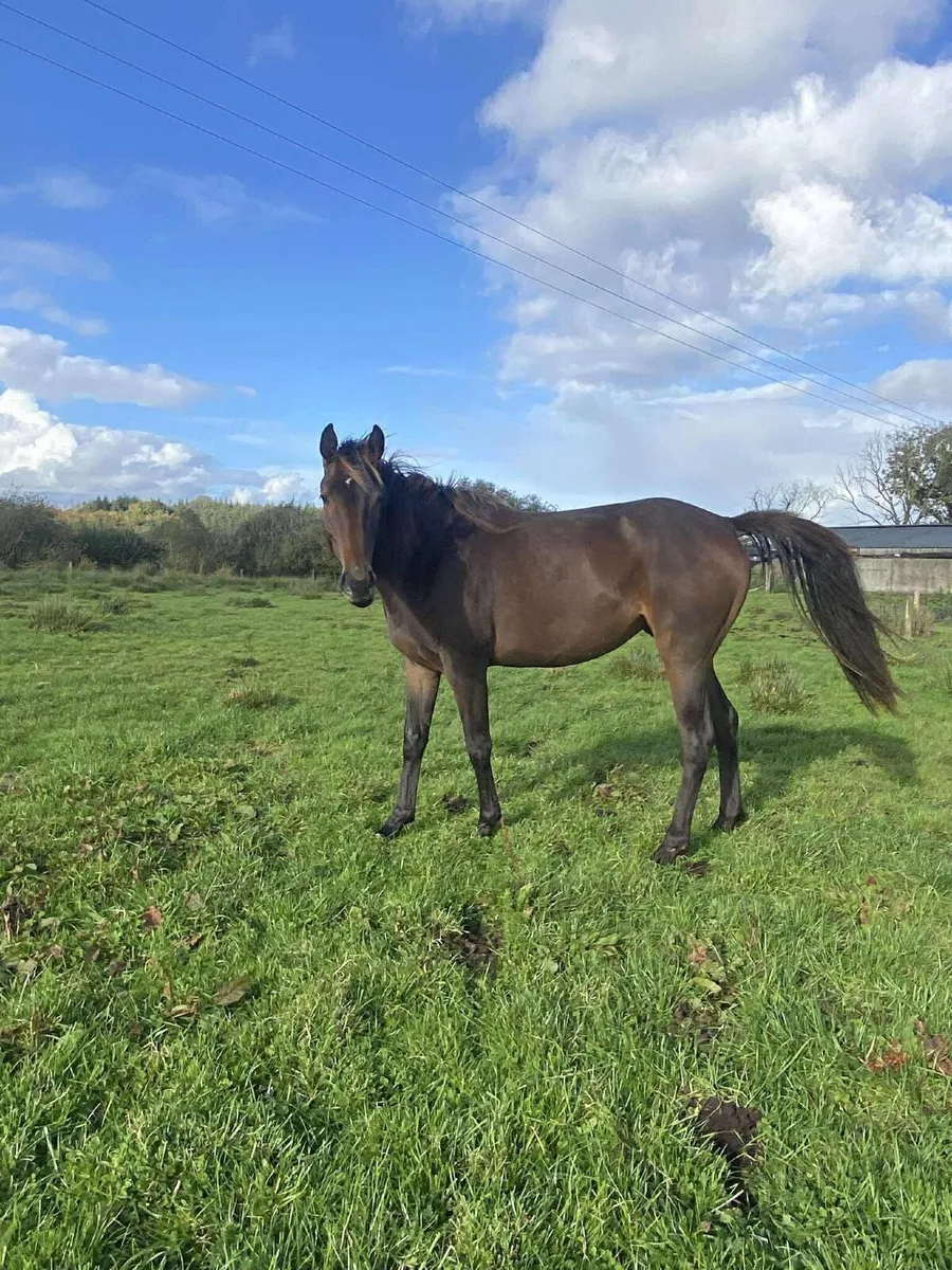2023 Bay Filly - Image 2