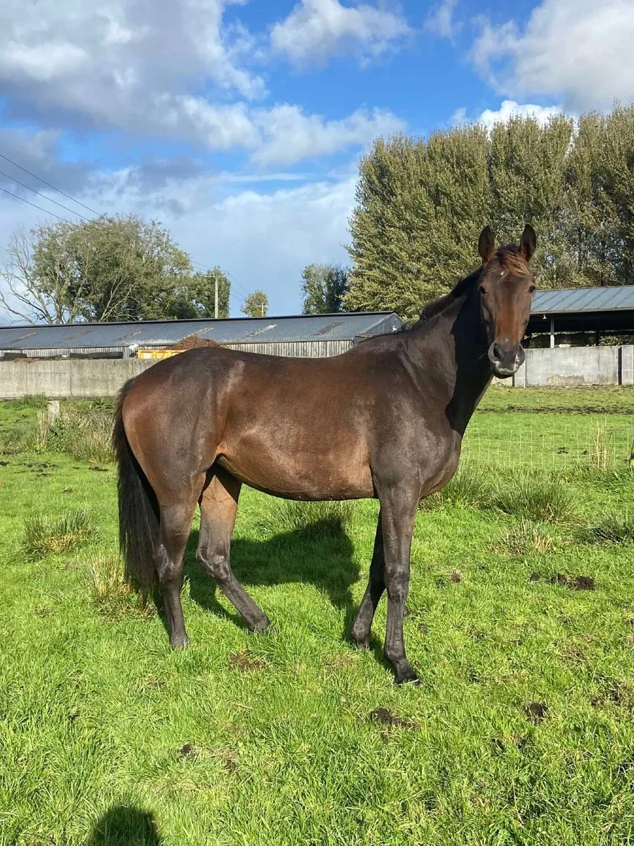 2023 Bay Filly - Image 3