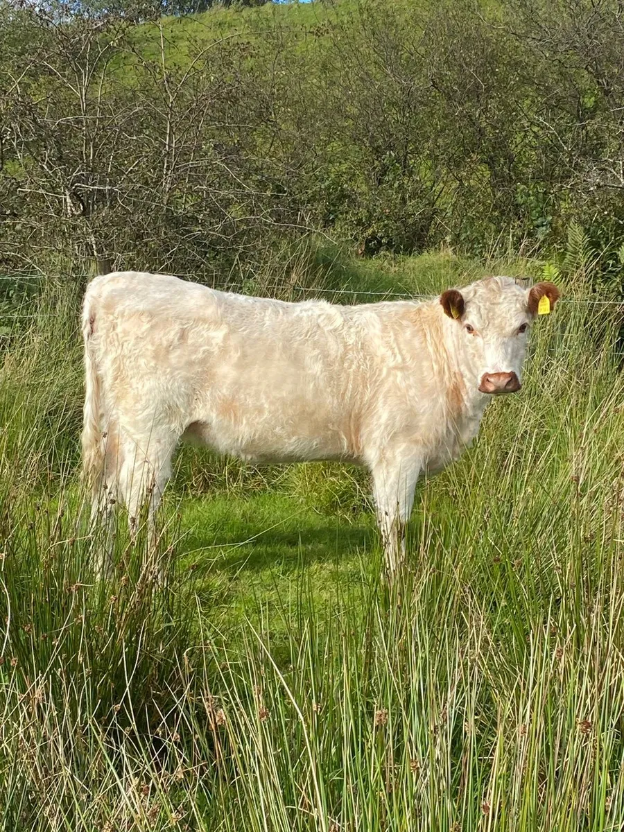 White Shorthorn heifer - Image 1