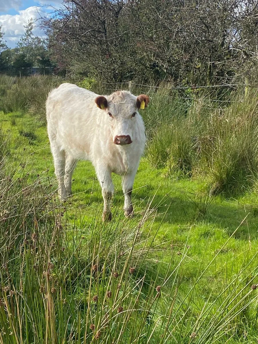 White Shorthorn heifer - Image 2