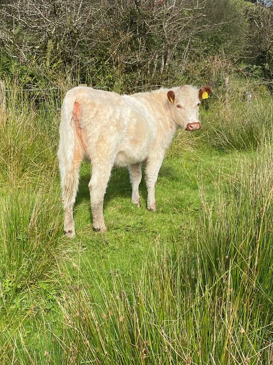 White Shorthorn heifer - Image 3