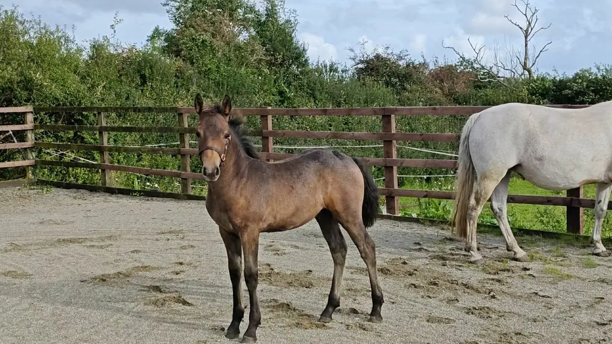 Stunning Connemara Colt Foal - Image 1