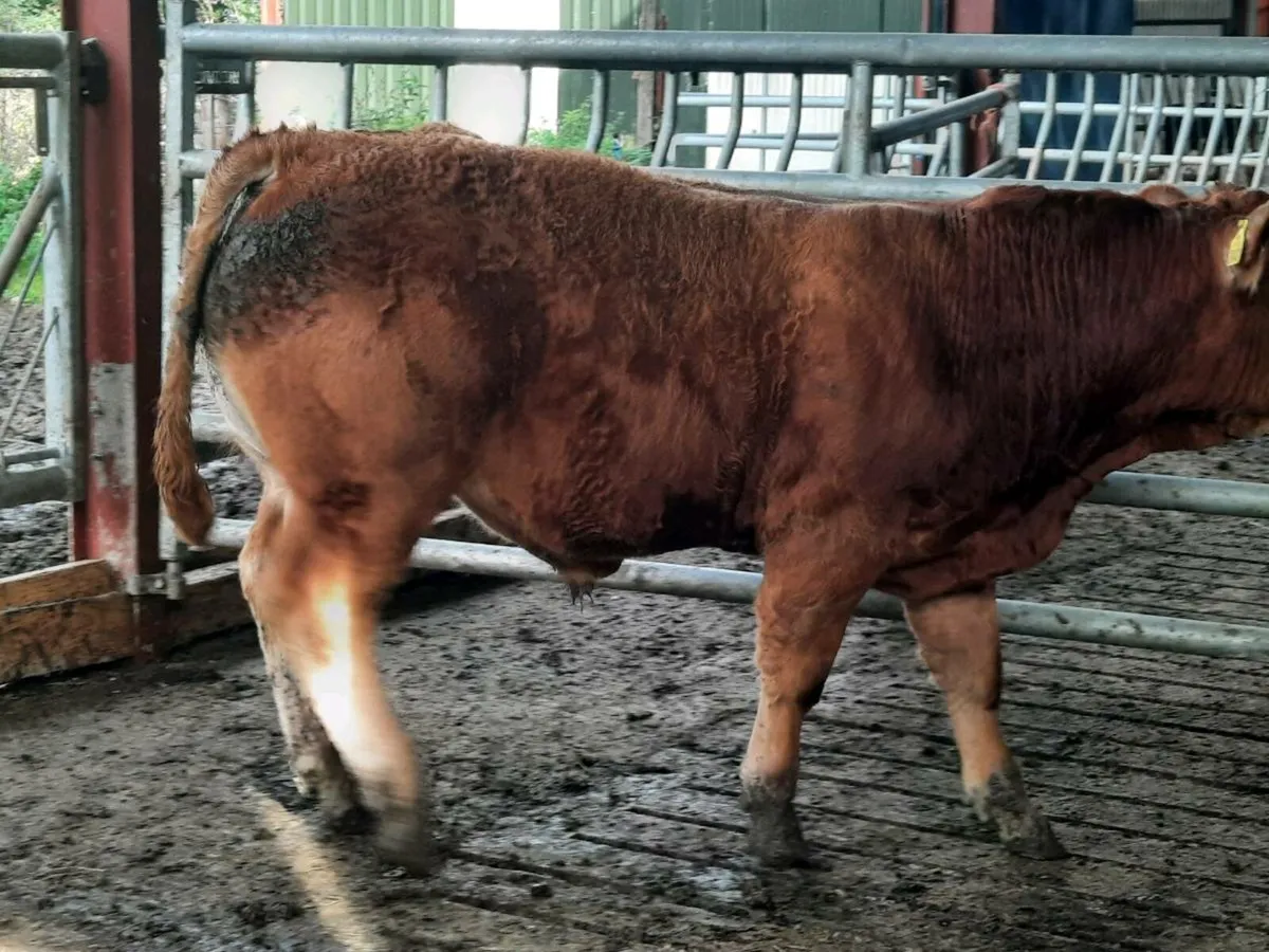 Purebred limousine bull for sale - Image 2