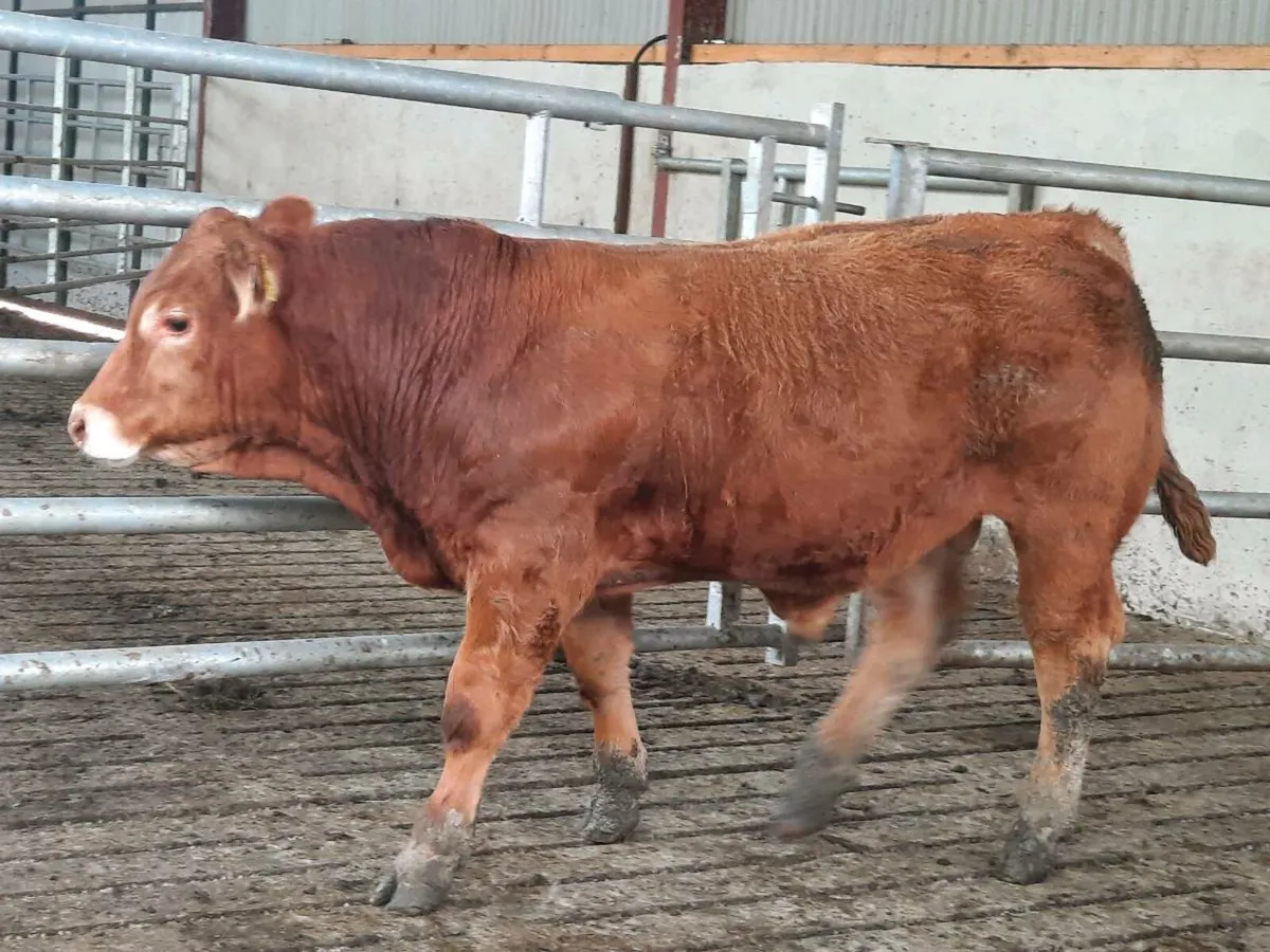 Purebred limousine bull for sale - Image 1