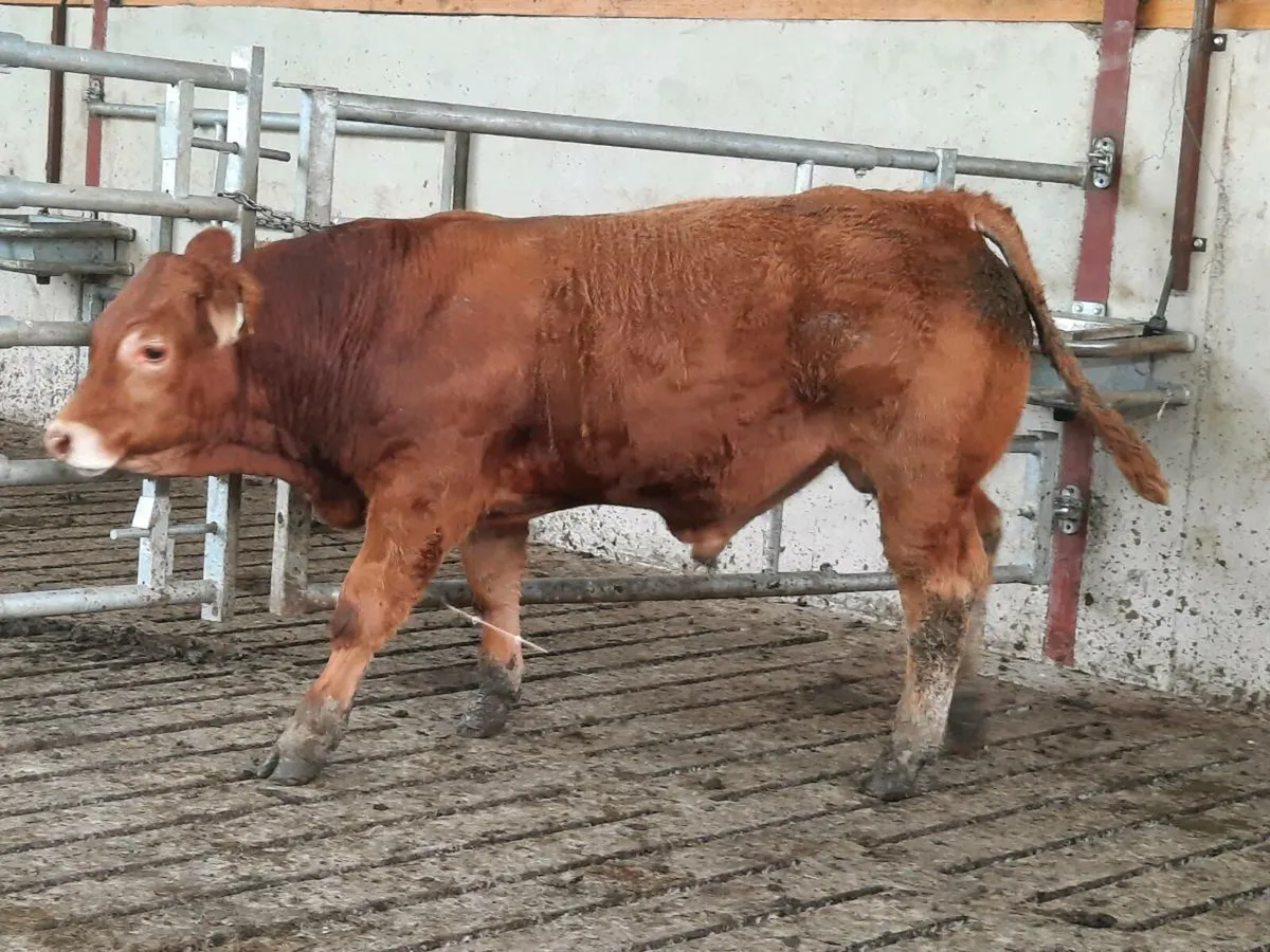 Purebred limousine bull for sale - Image 3