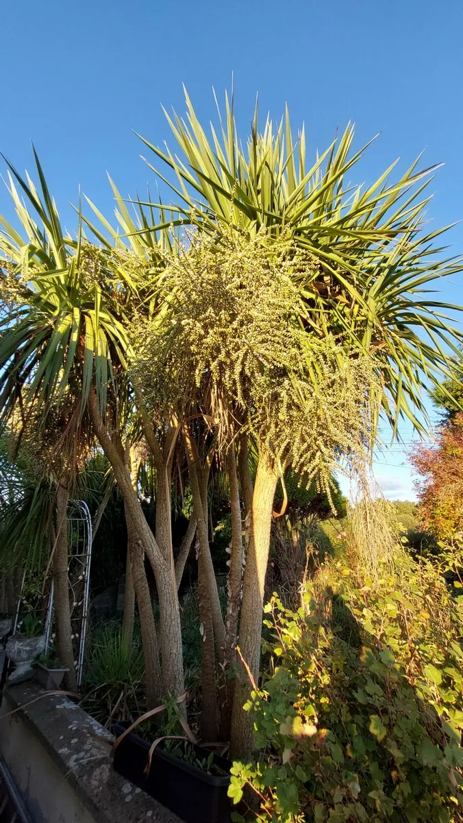 Cordyline Australis, Palm Tree, Cabbage Tree - Image 2