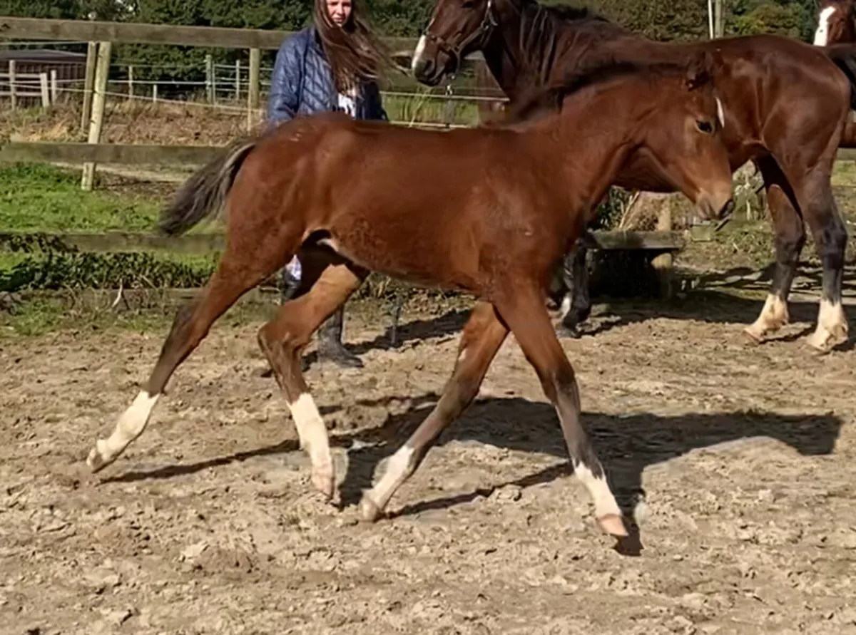 Stunning colt foal by lansdowne - Image 1