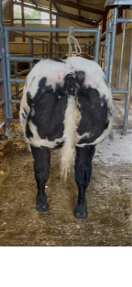 Show Heifer - Image 2