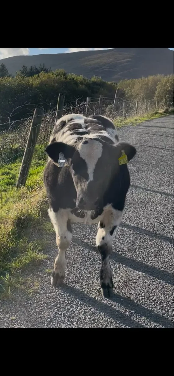 Show Heifer - Image 1