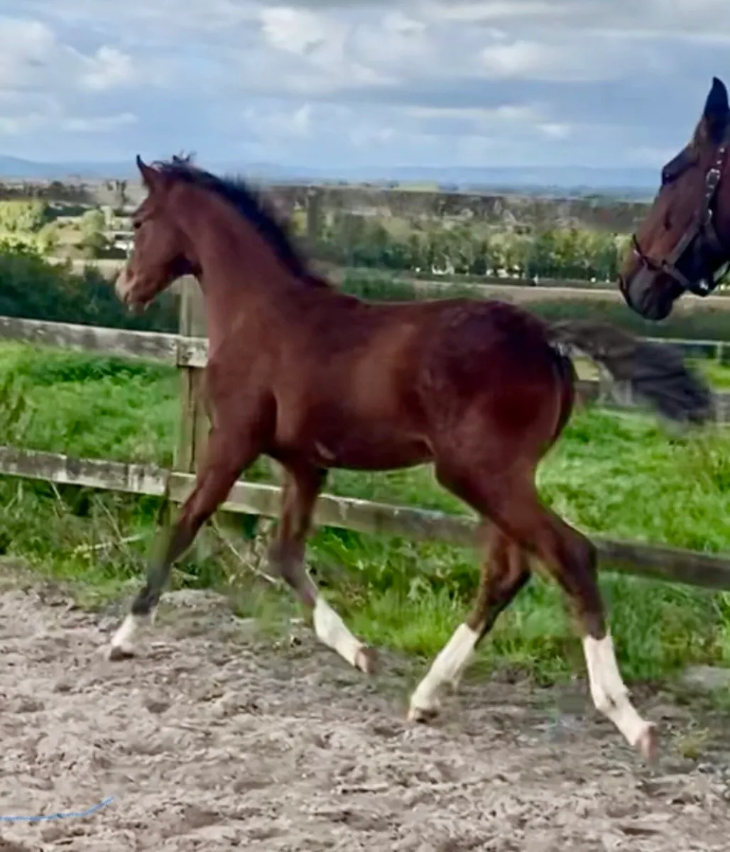 Stunning colt foal by lansdowne - Image 3