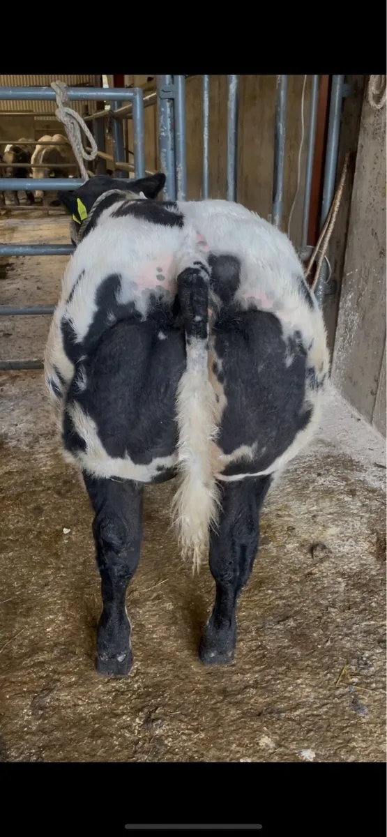 Show Heifer - Image 3