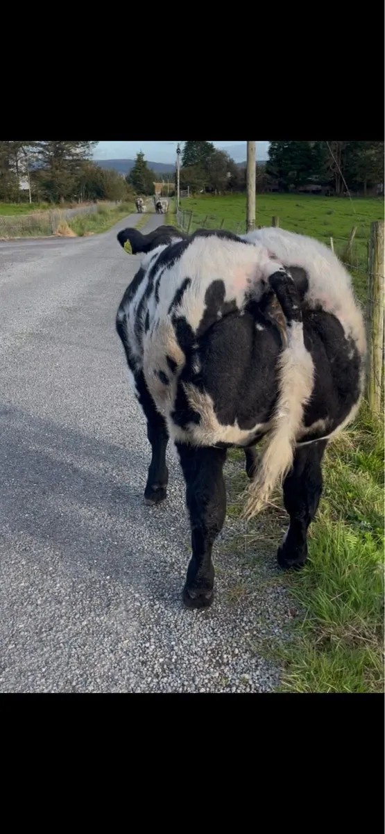 Show Heifer - Image 4
