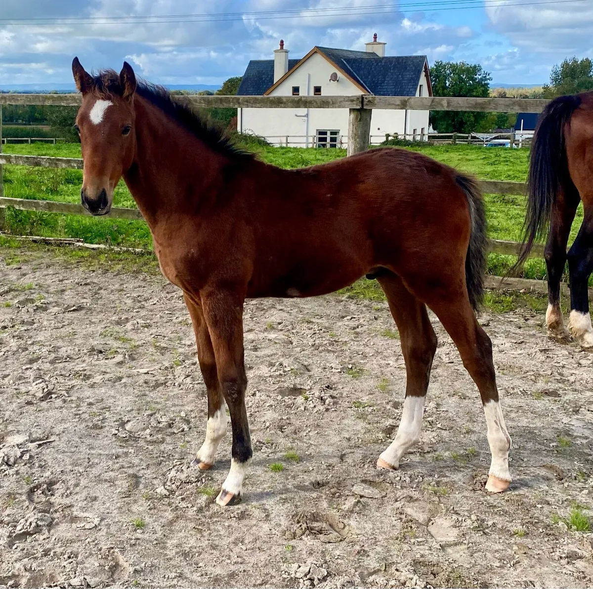 Stunning colt foal by lansdowne - Image 4