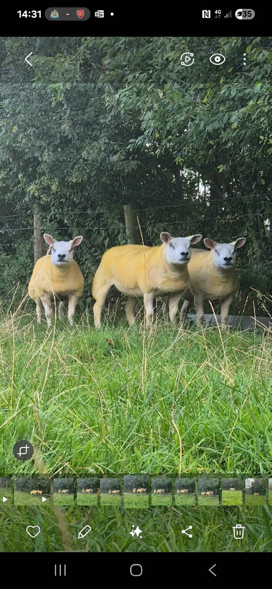 Pedigree Texel gimmers - Image 1