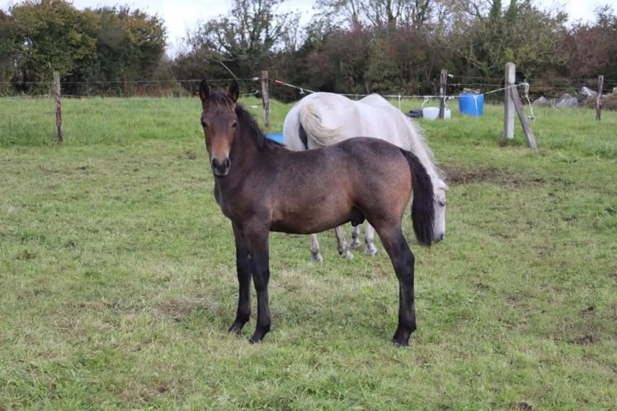 Stunning Connemara Colt Foal - Image 4