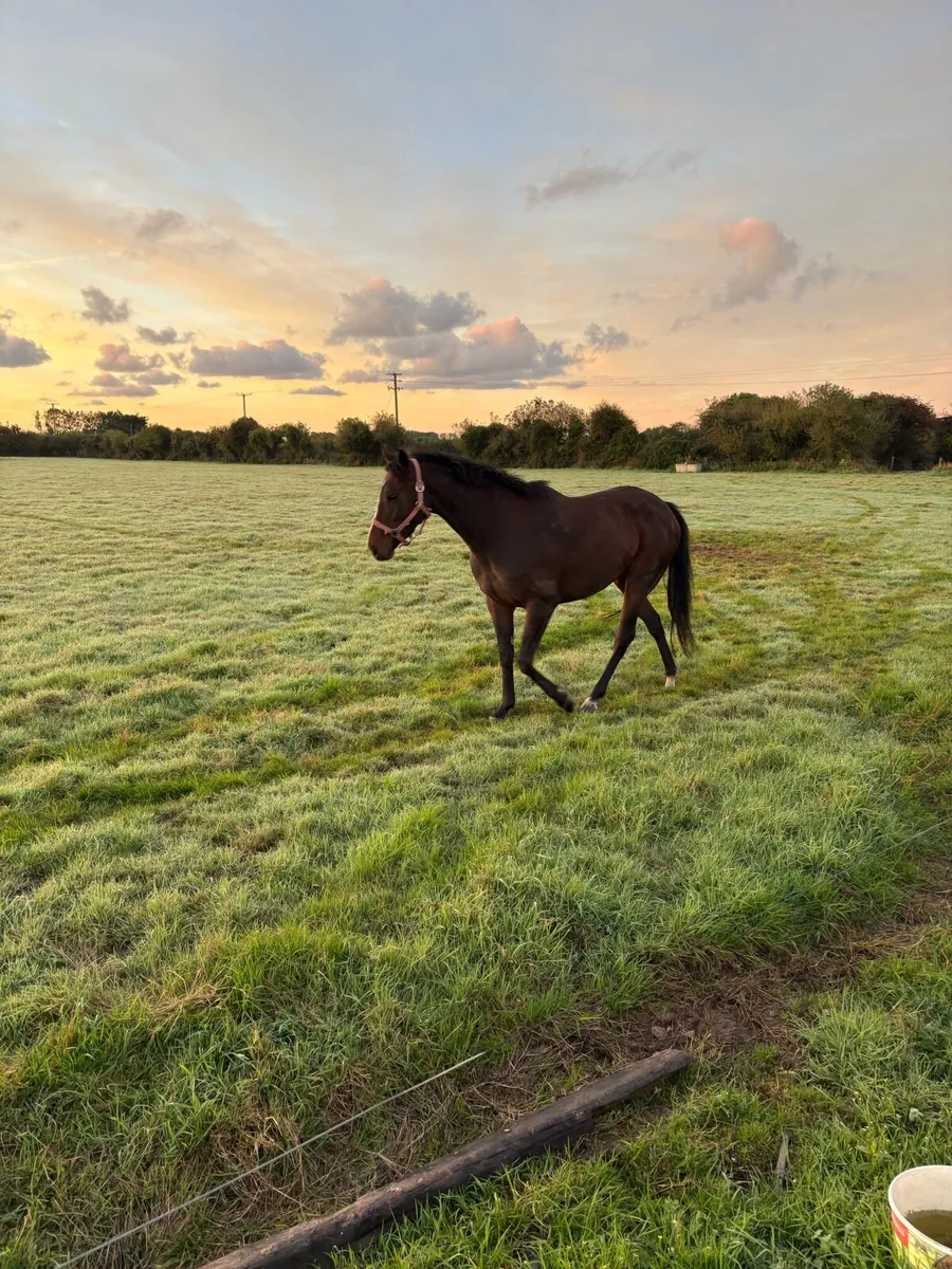 Filly - Image 1