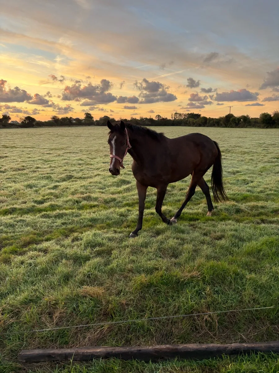 Filly - Image 2