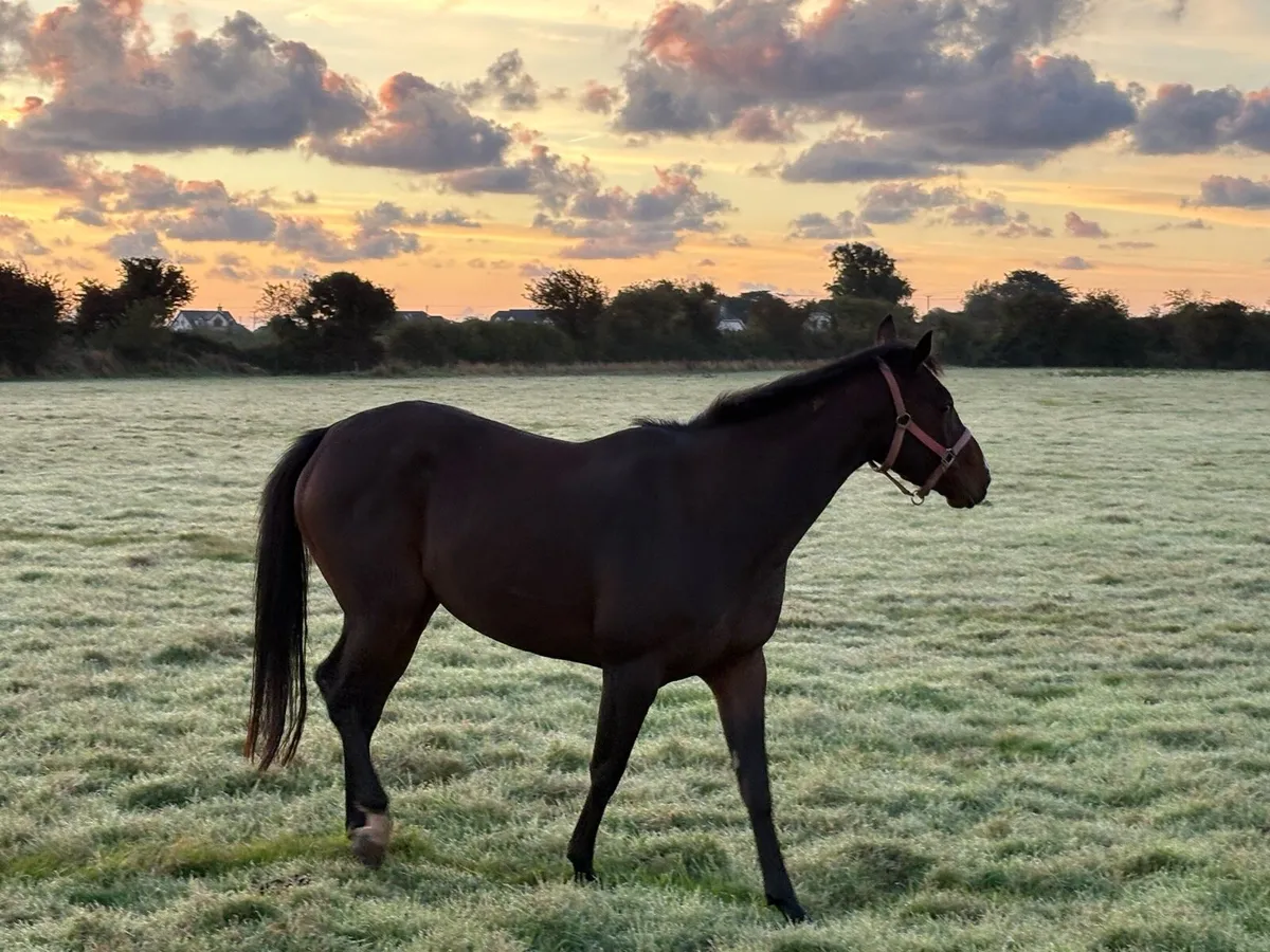 Filly - Image 3