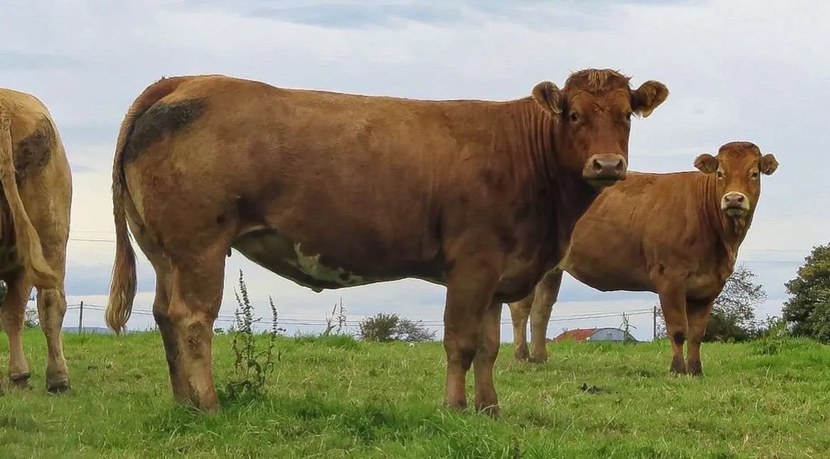 22 In Calf Heifers - Balla Mart 4th October - Image 1