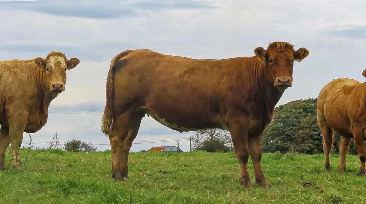 22 In Calf Heifers - Balla Mart 4th October - Image 2