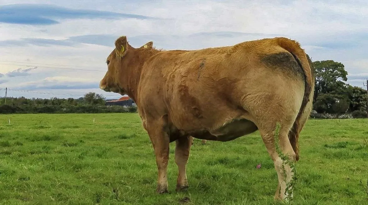 22 In Calf Heifers - Balla Mart 4th October - Image 3