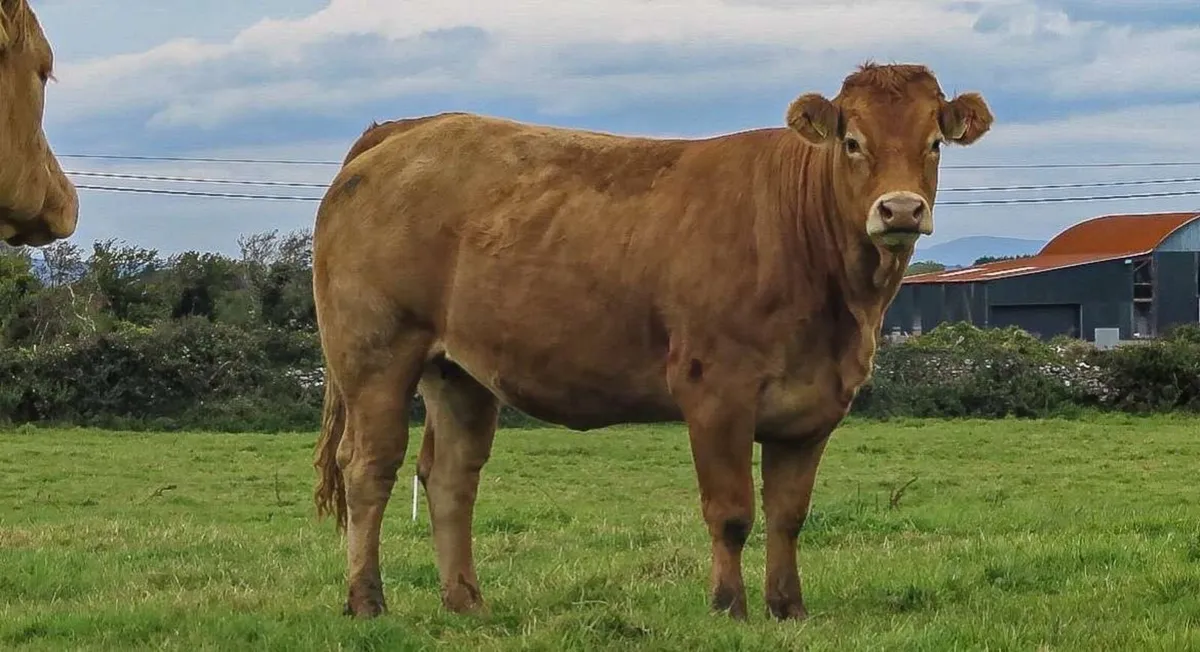 22 In Calf Heifers - Balla Mart 4th October - Image 4