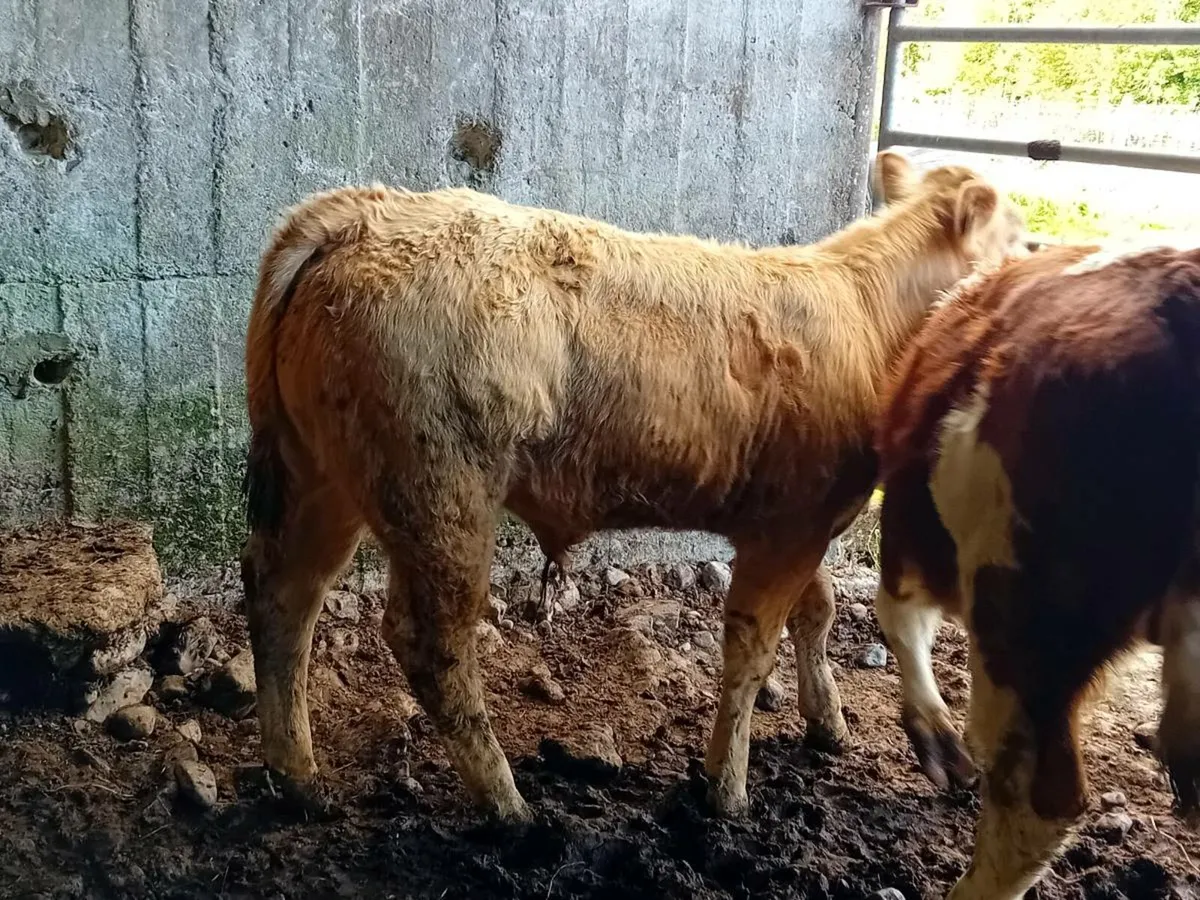 11 Smashing Bull Weanlings - Image 1