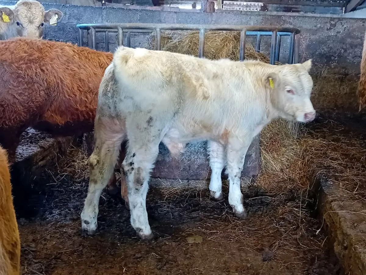 11 Smashing Bull Weanlings - Image 2
