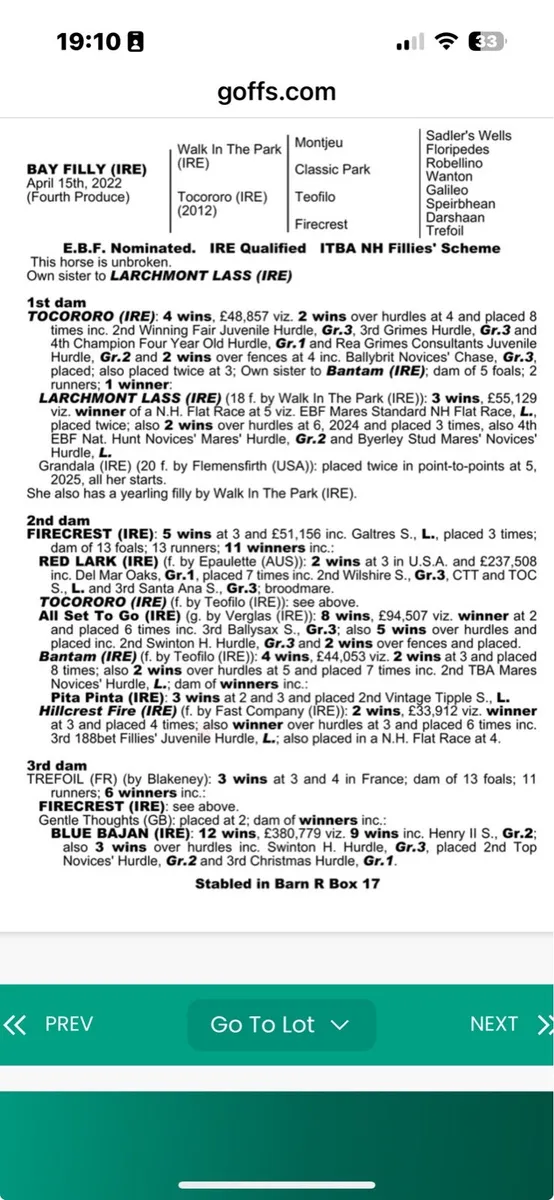 Filly - Image 4