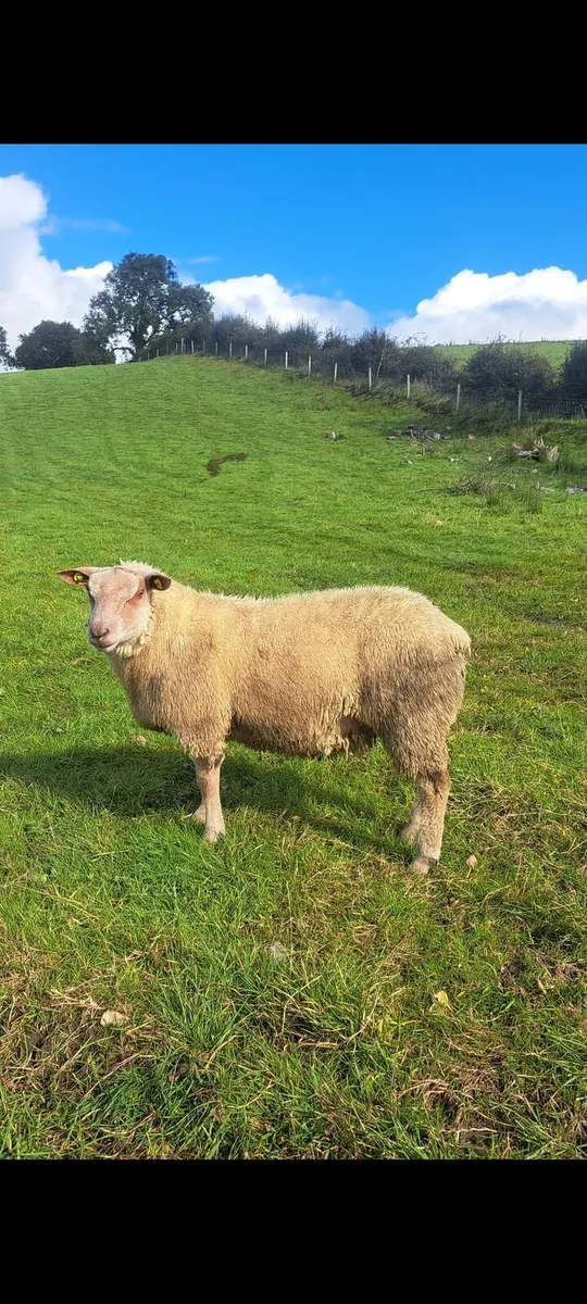 ⭐️PEDIGREE CHAROLLAIS RAM ⭐️ - Image 4