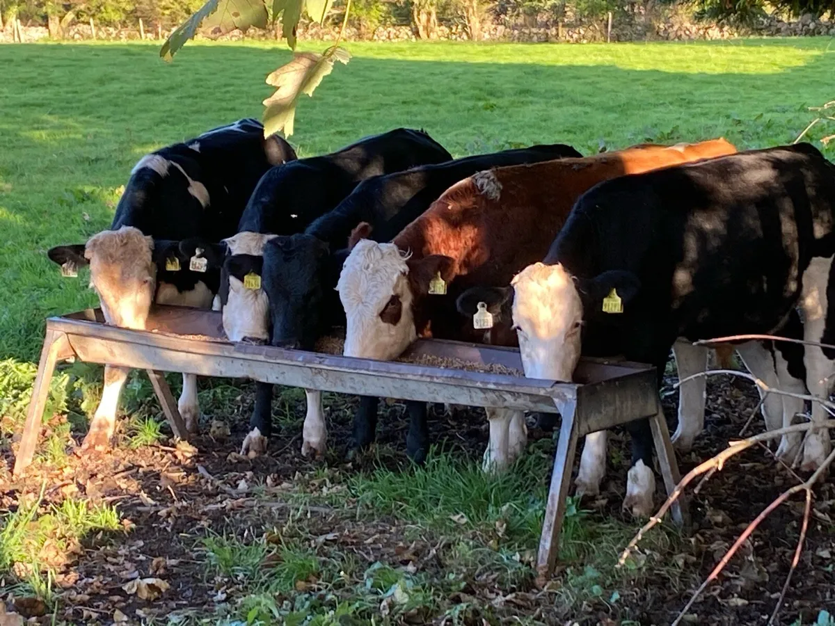 Weanling bulls - Image 1