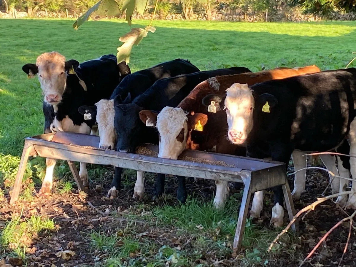 Weanling bulls - Image 2