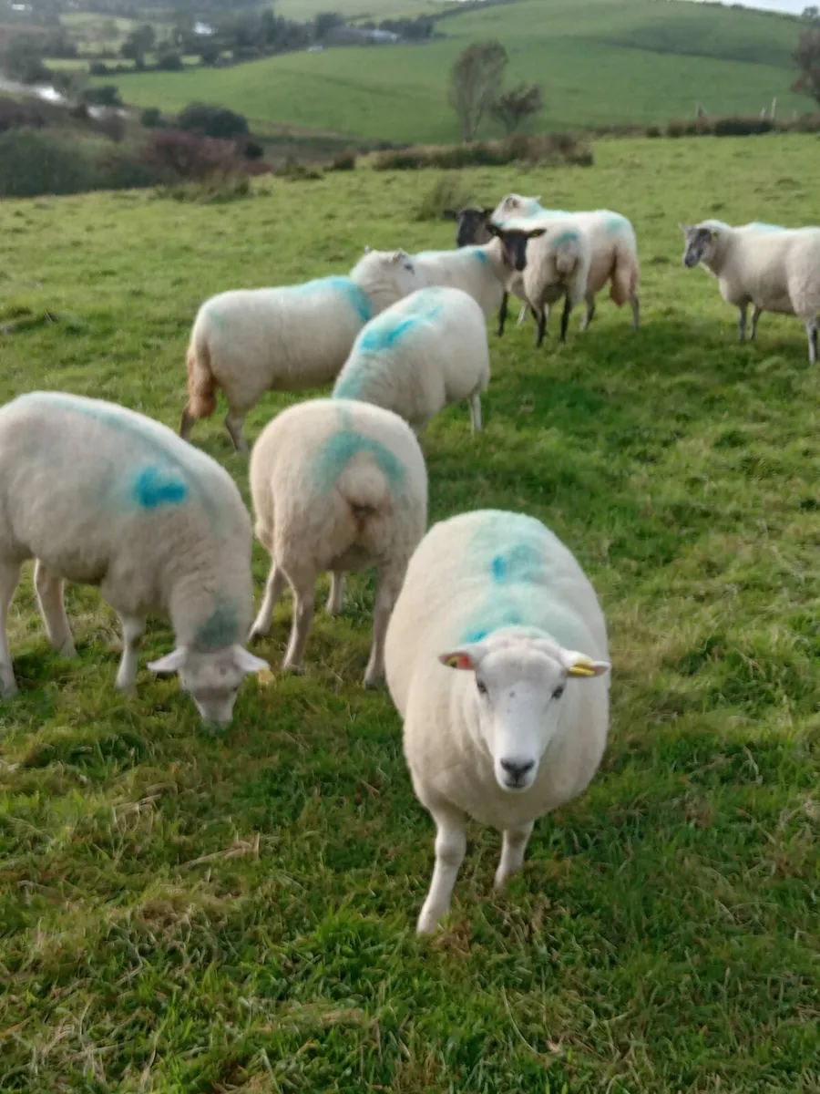 Hoggets for sale - Image 1